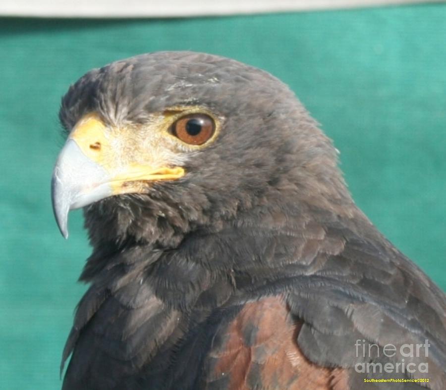 Golden Eagle - 02 Photograph by Sherrie Winstead