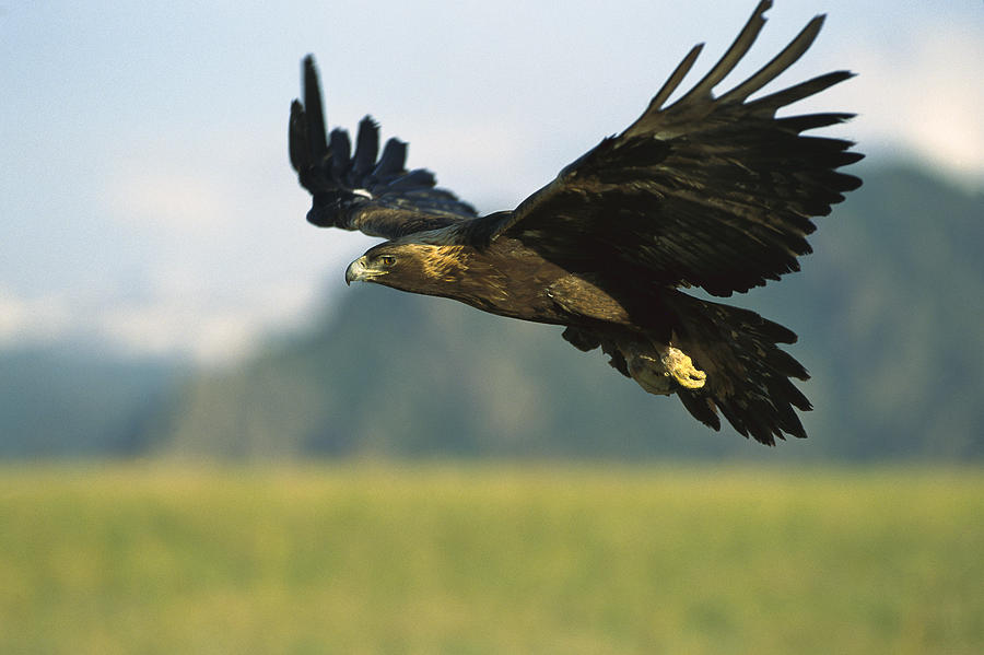 Golden Eagle Aquila Chrysaetos Flying Photograph by Konrad Wothe