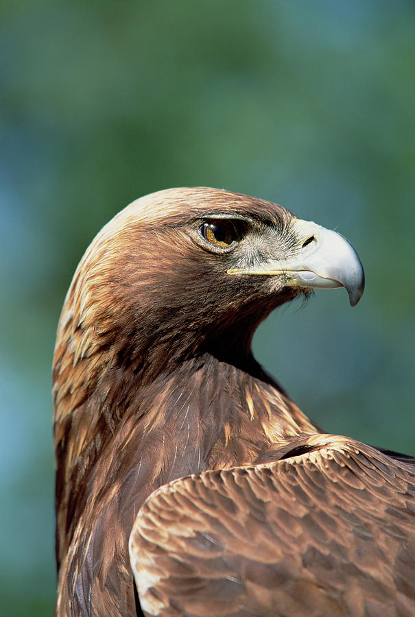 Golden Eagle  #1 Photograph by Konrad Wothe