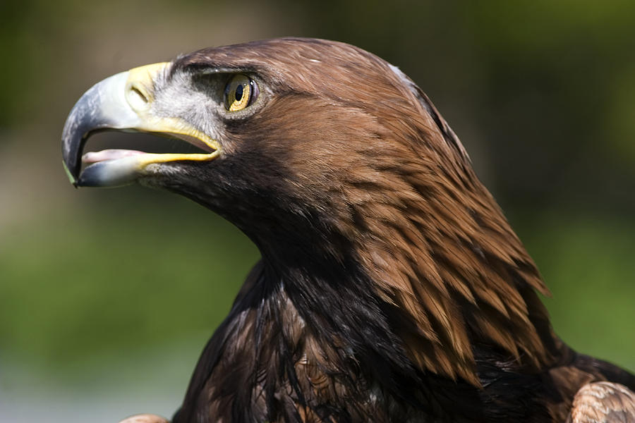 Golden Eagle Photograph by Denise Swanson - Fine Art America