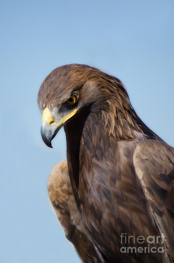 Golden Eagle Photograph by Donna Greene