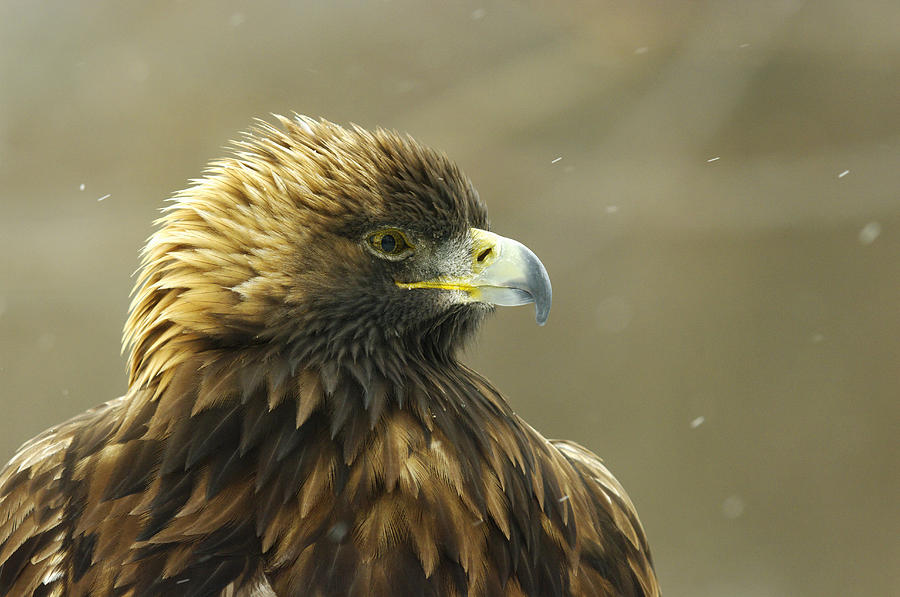 Golden Eagle In Ecomuseum Zoo Photograph by Steeve Marcoux