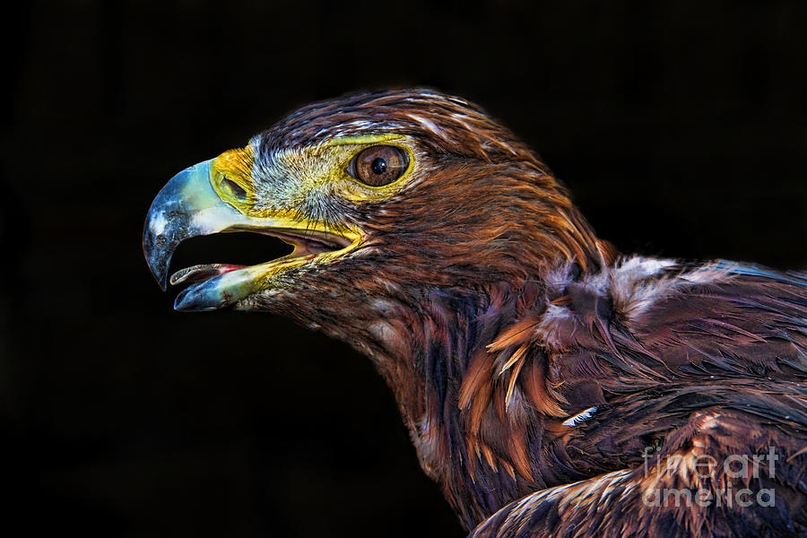 Golden Eagle Photograph by Mariola Bitner