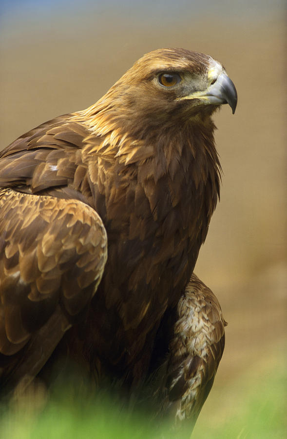 Golden Eagle Portrait North America Photograph by Tim Fitzharris