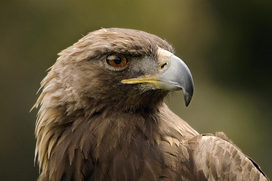 Animal Photograph - Golden Eagle San Francisco California by Sebastian Kennerknecht