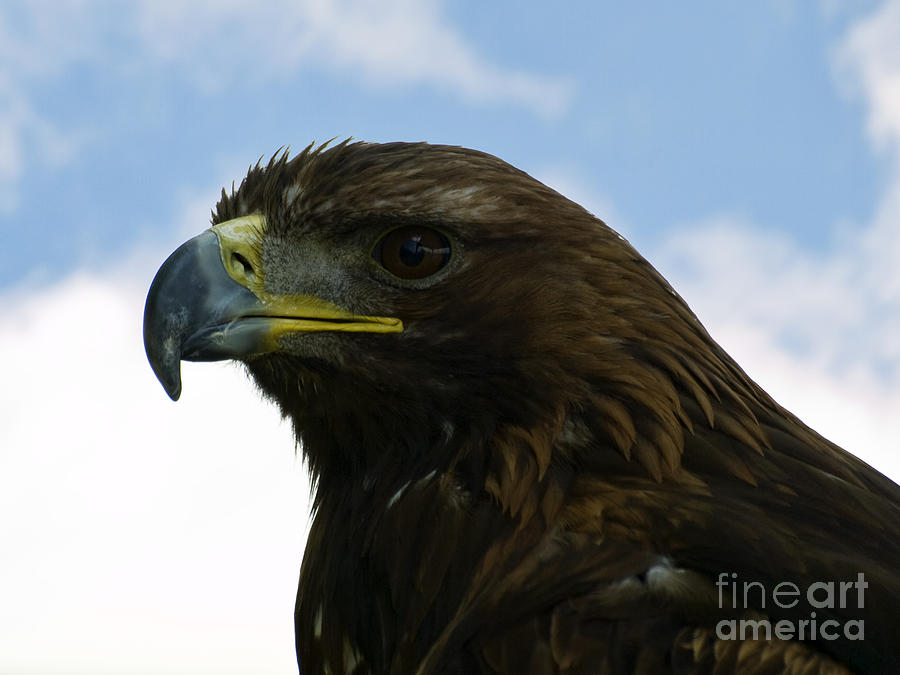 Golden eagle Photograph by Steev Stamford