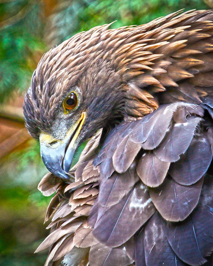 Golden Eagle Photograph by Steve McKinzie - Pixels