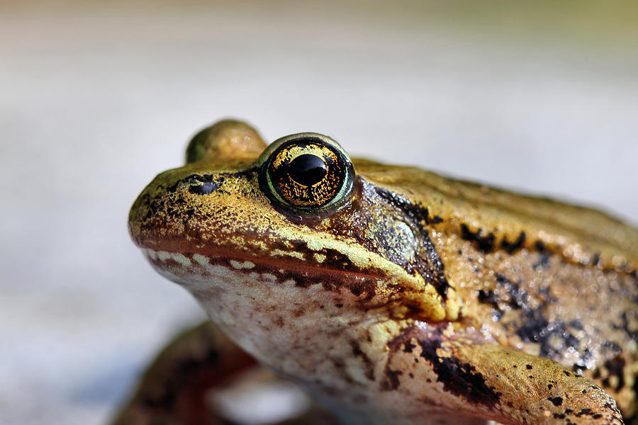Golden Eye Frog Macro Photograph by Tracie Schiebel