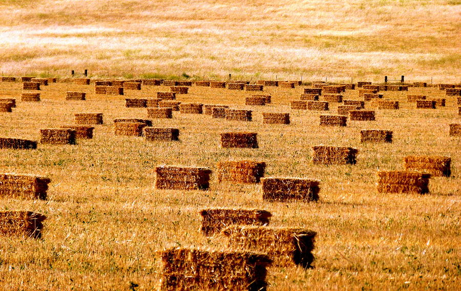 Golden Field of Hay Landscape Photograph by Jeff Lowe
