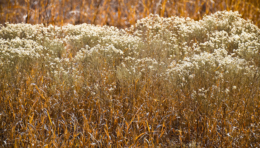 Golden Field of Winter Photograph by Carolyn Marshall
