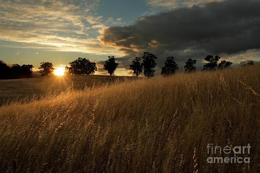 Palo Alto Photograph - Golden Fields at Sunset by Matt Tilghman