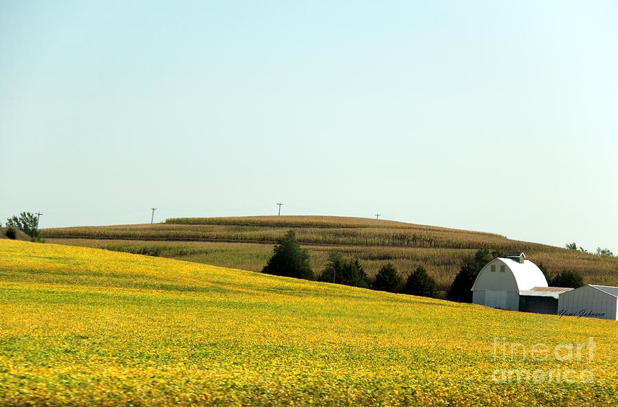 Golden fields Photograph by Yumi Johnson