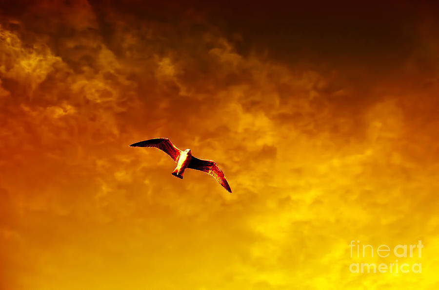 Wildlife Photograph - Golden flight by Nilay Tailor