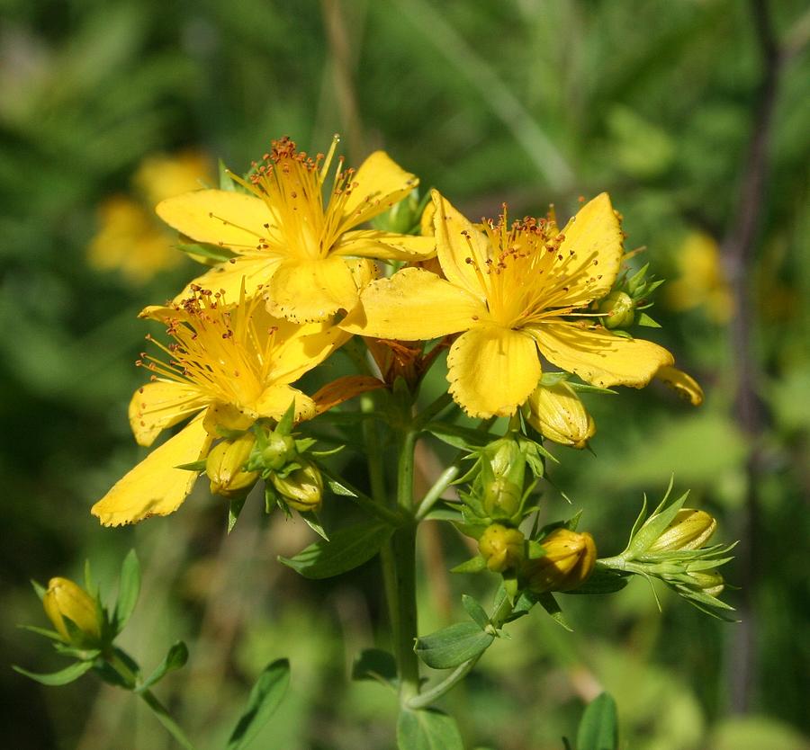 Golden Flower Photograph by Corinne Boomhower - Fine Art America