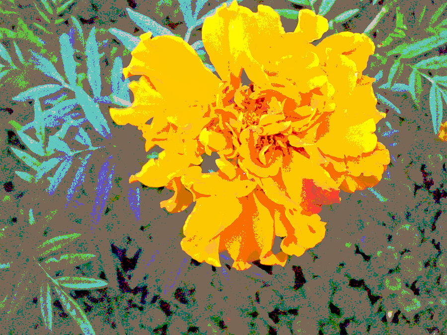 Golden Flower Photograph by Padre Art
