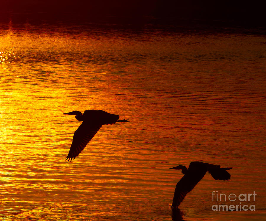 Sunset Photograph - Golden Fly away by Carl Jackson