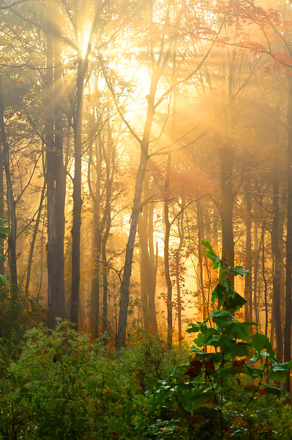 Golden fog thru the trees Photograph by Randall Branham