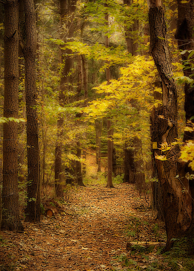 Golden Forest Photograph by Cindy Haggerty