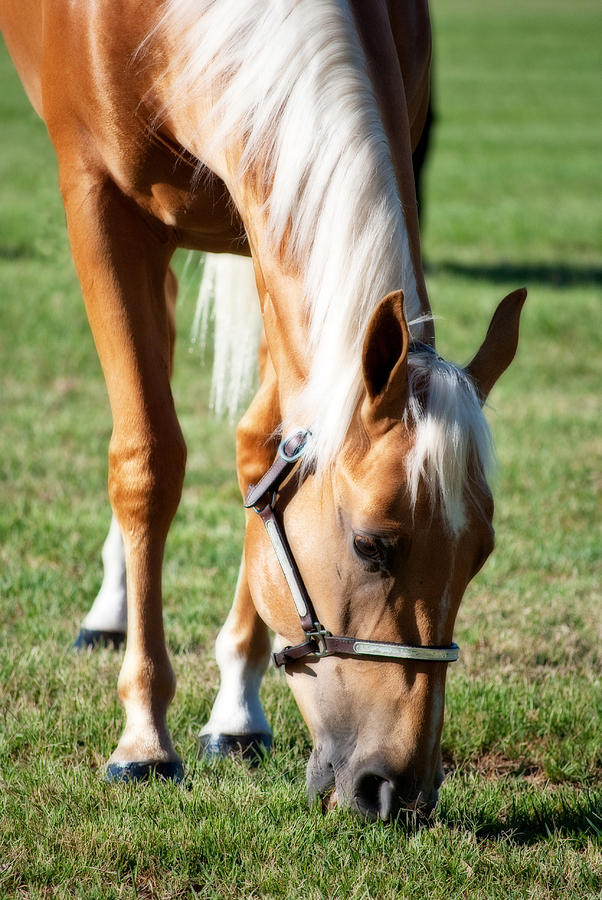 Horse Photograph - Golden Girl by Michelle Wrighton