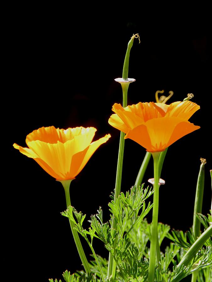 Flower Photograph - Golden Glory of Marigold Flowers by Sandra Sengstock-Miller
