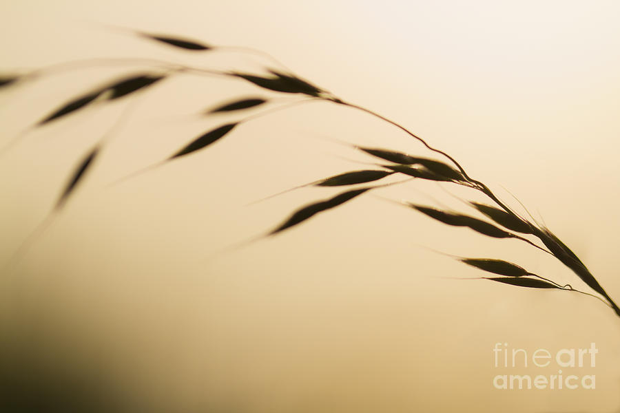 Golden Grass. Photograph by Clare Bambers