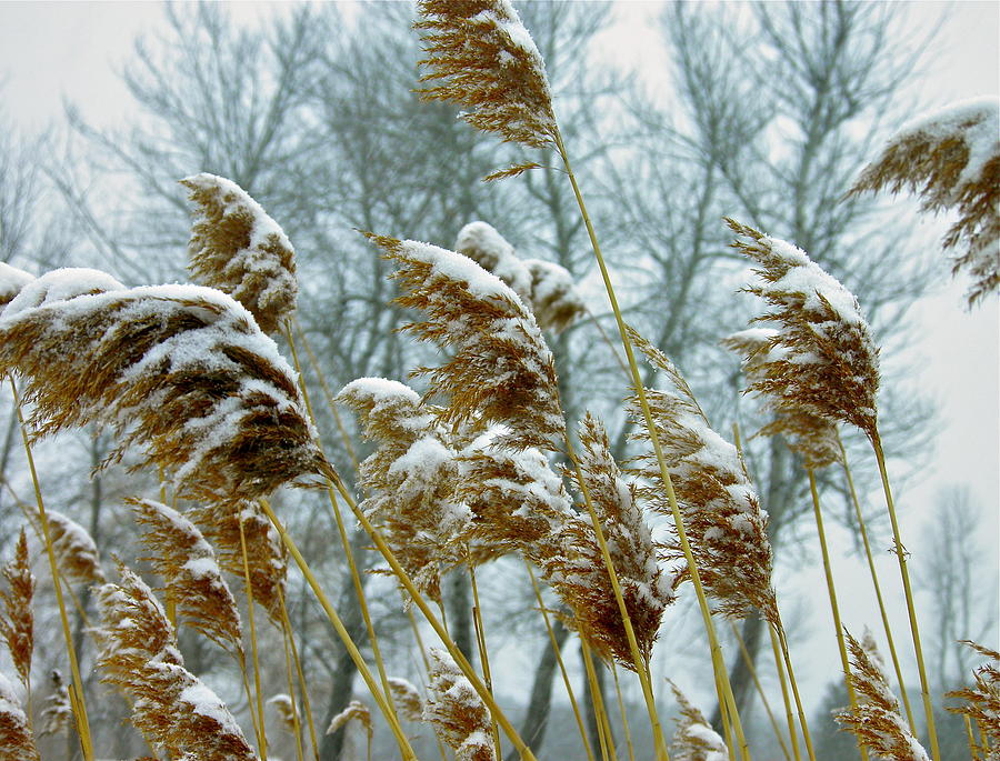 Golden Grass Photograph by Julie Clark