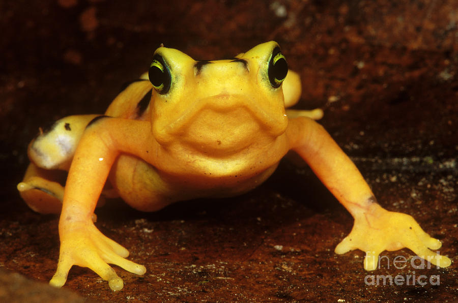 Golden Harlequin Frog Photograph by Dante Fenolio