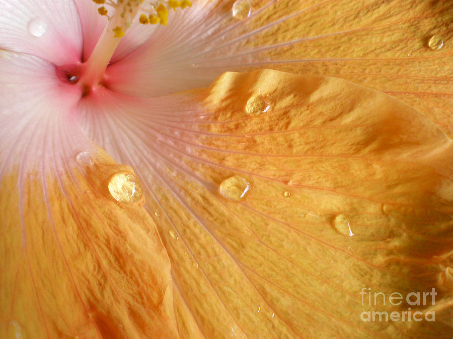 Nature Photograph - Golden Hibiscus 2 by Kaye Menner