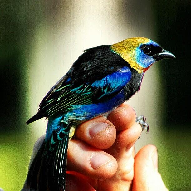 Plumage Photograph - Golden-hooded #tanager Caught In A by Joe P