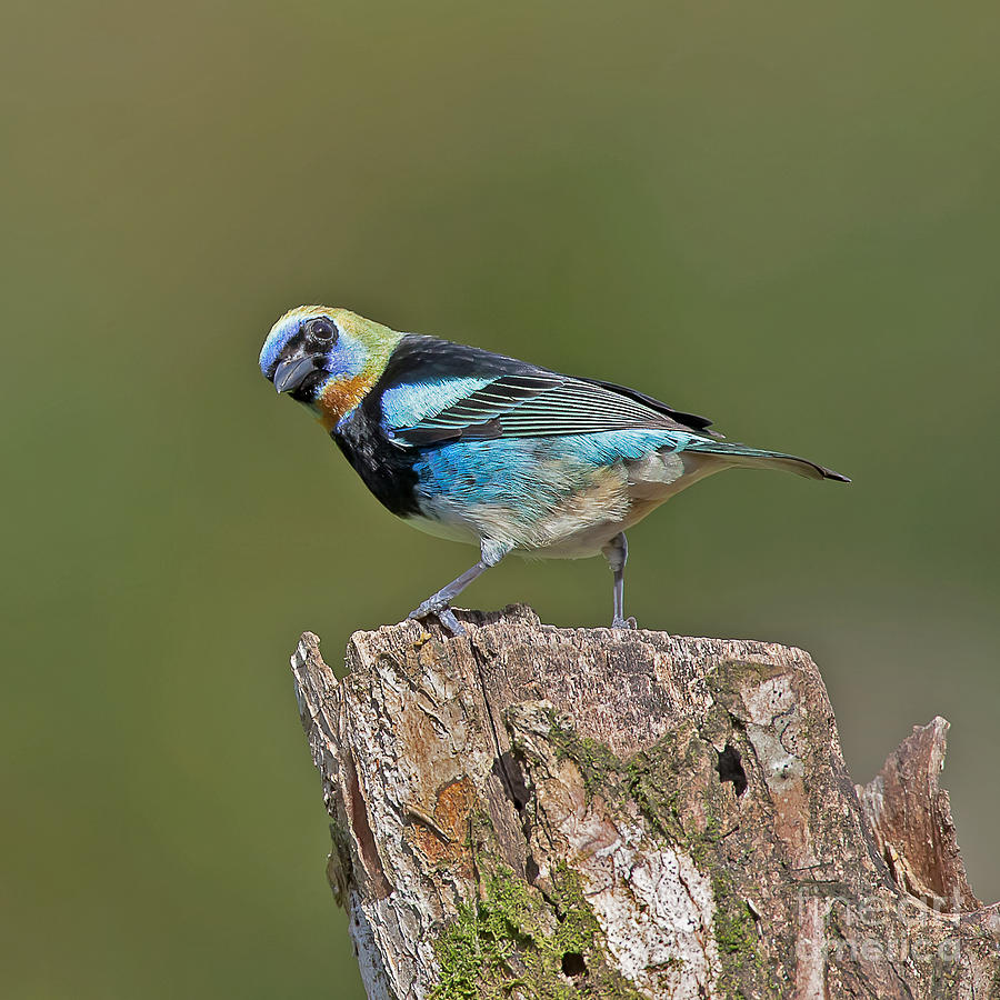 Golden-hooded Tanager Photograph by Jean-Luc Baron