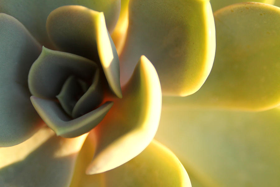 Gold Flower Photograph - Golden Hour by Jose Rodriguez Gold Flower Photograph - Golden Hour by Jose Rodriguez