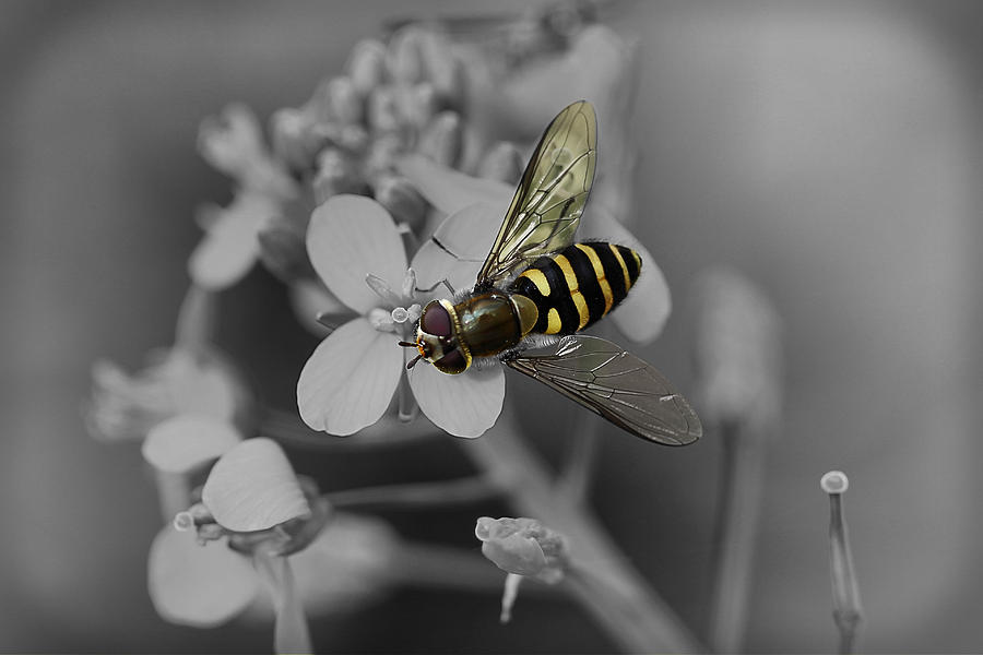 Golden Hover Fly On Flower Photograph by Tracie Schiebel