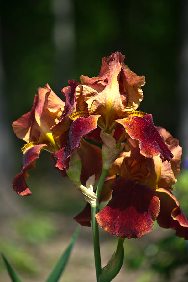Golden Iris 1 Photograph by Douglas Barnett
