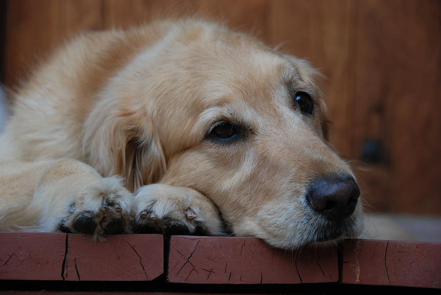 Golden Labrador Dog Photograph by Irina ArchAngelSkaya