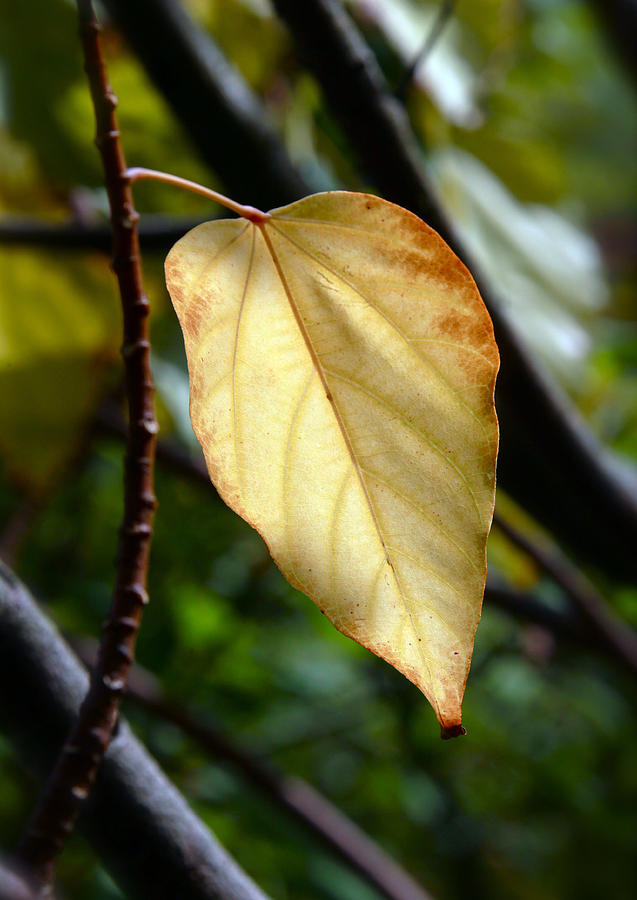 Nature Photograph - Golden Leaf by Glennis Siverson