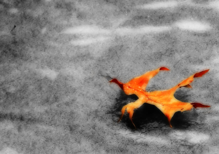 Golden Leaf on Frozen Pond Photograph by Shelley Neff