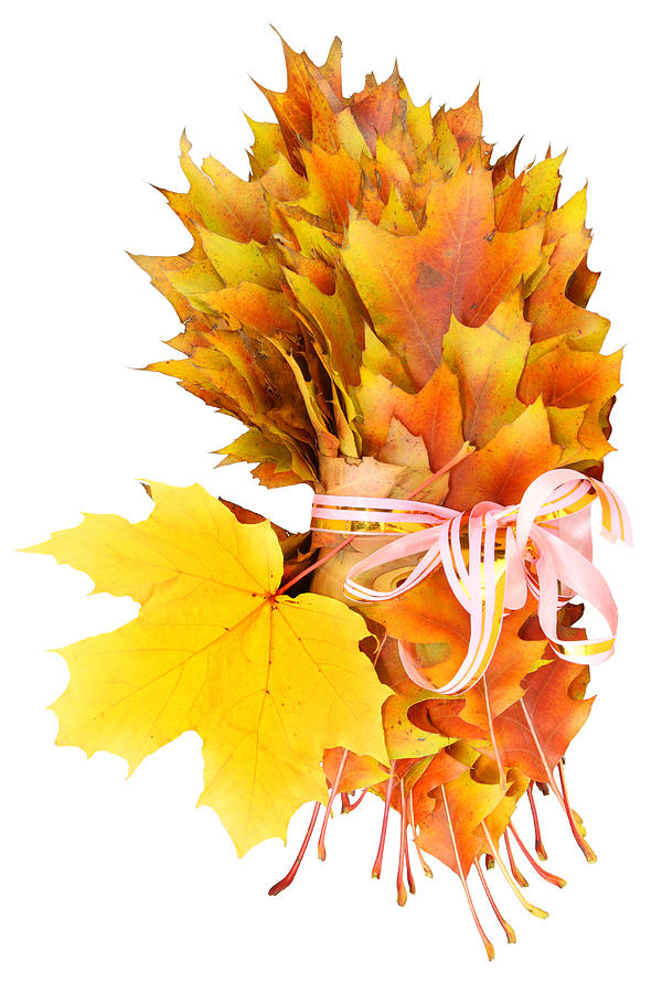 Leaves Photograph - Golden leaves in a gift by Aleksandr Volkov Leaves Photograph - Golden leaves in a gift by Aleksandr Volkov