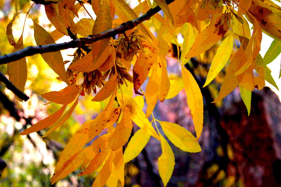 Golden Leaves in Zion Photograph by Patricia Haynes