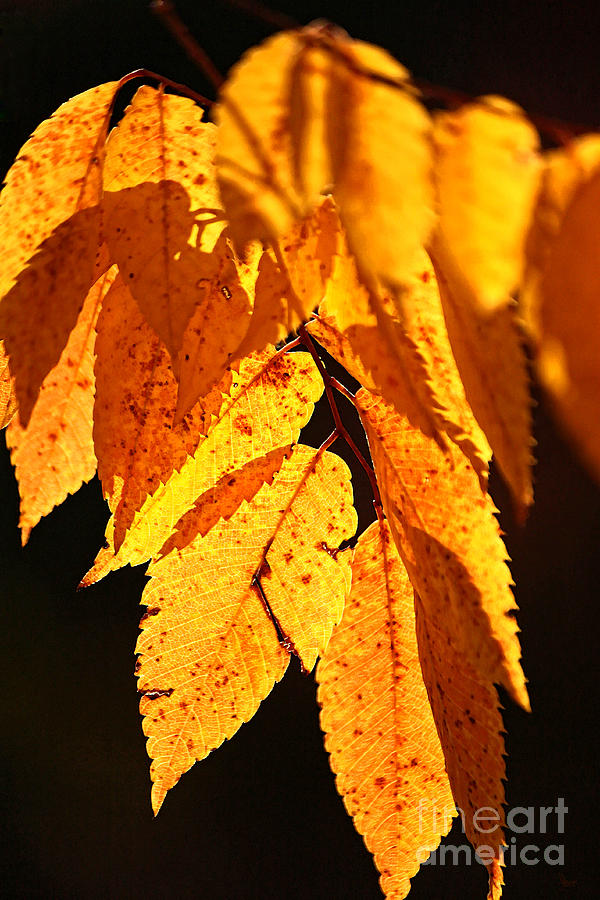 Golden Leaves Photograph by Jeff Breiman