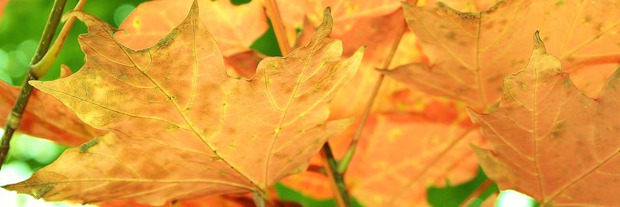 Golden Leaves of Autumn Photograph by Bruce Bley