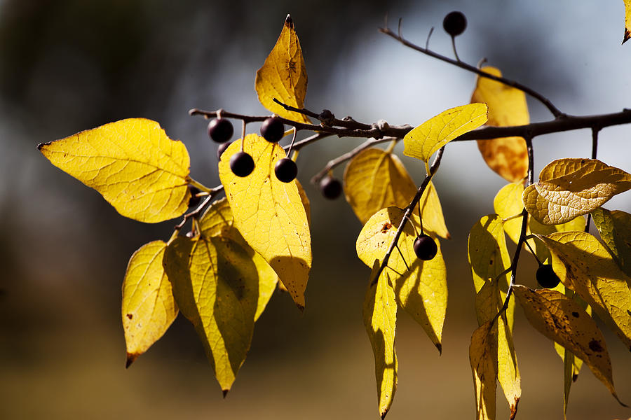 Golden Leaves Photograph by Toni Hopper