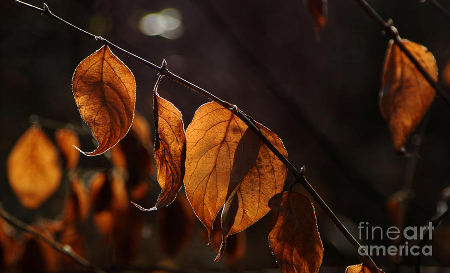 Golden Leaves Photograph by Vilas Malankar