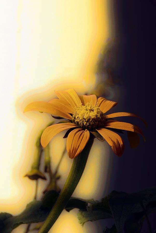 Golden Light Photograph by Marcia Lee Jones