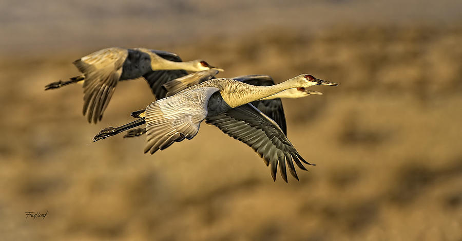 Golden Light Sandhill Cranes Photograph by Fred J Lord