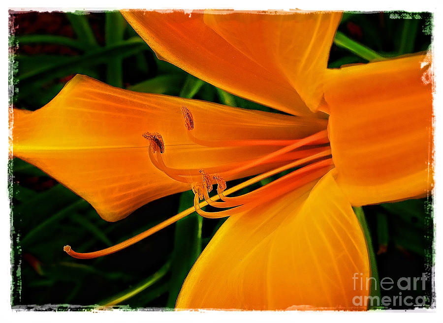Golden Lily Photograph by Judi Bagwell