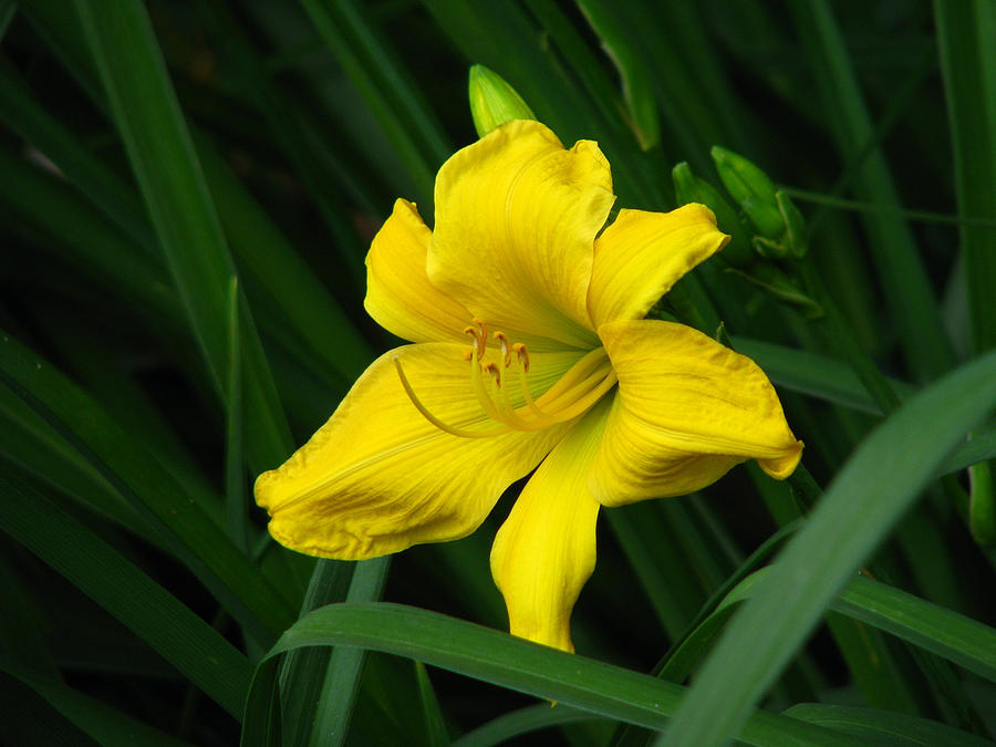 Golden Lily Photograph by Paul Slebodnick - Fine Art America