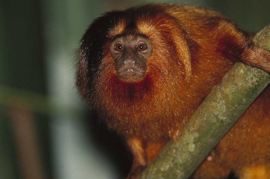 Monkey Photograph - Golden Lion Tamarin Brazil by Mark Moffett