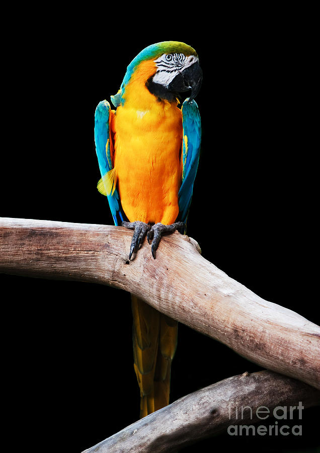Macaw Photograph - Golden Macaw by Pete Reynolds