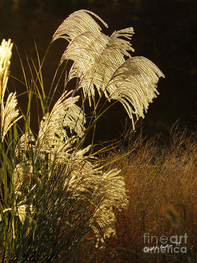 Golden Maiden Grass Botanical WALL ART Photograph by Carol F Austin