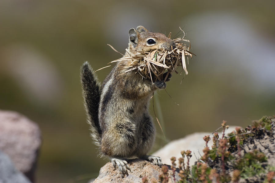 Golden-mantled Ground Squirrel Photograph by Konrad Wothe